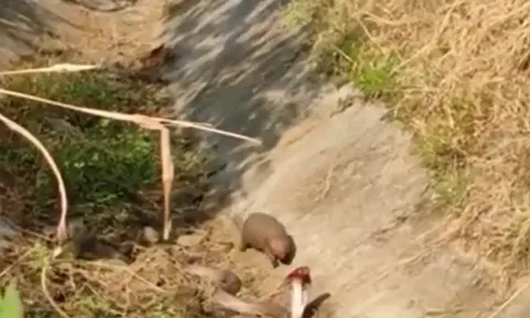 CLIP: Bị cầy mangut 'đánh úp' từ phía sau, rắn hổ mang chưa kịp phản ứng đã bị kẻ đi săn lôi đi xềnh xệch