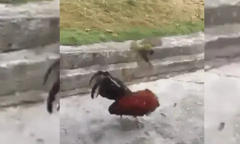 CLIP: Chim sẻ táo tợn khiến gà trống phải "bỏ chạy" trong trận chiến bất ngờ