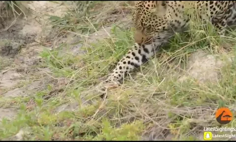 CLIP: Báo đốm bất ngờ thất bại khi để con chim non tuột khỏi móng vuốt