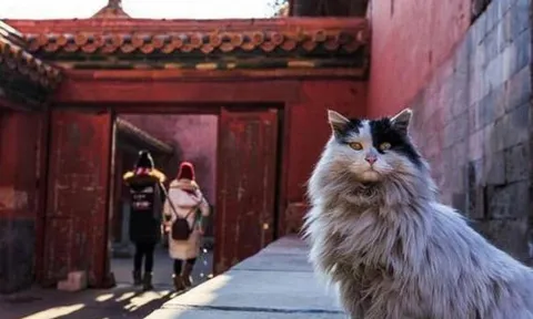 Tử Cấm Thành có một đội quân hơn 200 'ngự miêu' giữ nhiệm vụ đặc biệt, rất ít người biết