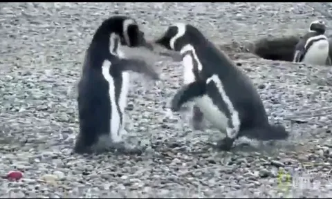 CLIP: Chuyện tình cay đắng của chim cánh cụt, cuộc chiến ghen tuông đẫm máu giữa ba kẻ tình địch