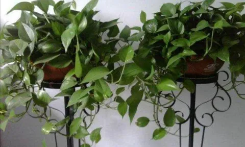 Bí quyết để cây trầu bà mọc lá xanh mướt: Cho cây uống 2 loại “nước” rẻ tiền mà nhà nào cũng có sẵn