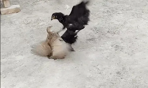 CLIP: Cuộc kịch chiến giữa gà trống choai và chim cút, cái kết đầy bất ngờ