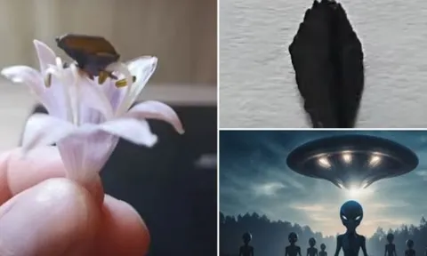 Mảnh vỡ UFO nghi là của người ngoài hành tinh bị đánh cắp: Nhẹ hơn cả cánh hoa, có ánh vàng