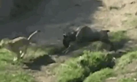 CLIP: Ngoạm được chặt cổ linh dương đầu bò, kết cục sư tử lại bị con mồi truy sát ngược