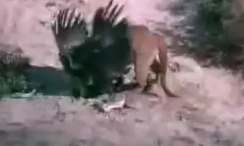 CLIP: Đi săn mồi 'nhầm' vào lãnh thổ của sư tử núi, đại bàng nhận cái kết bi thảm