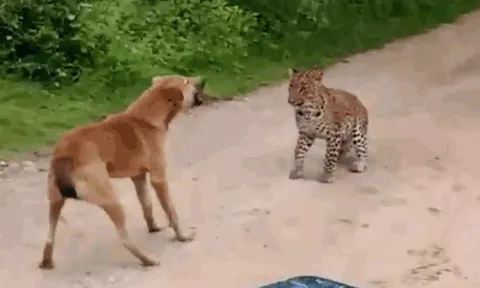 CLIP: Đi săn gặp ngay chó nhà 'đanh đá', báo hoa mai nhận cái kết 'muối mặt'