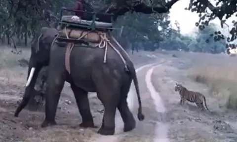 CLIP: Hổ Bengal chặn đường voi nhà rồi nhận cái kết khiến người xem 'sốc'