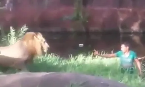 CLIP: Người đàn ông say rượu vào vườn thú 'cãi nhau' với sư tử rồi đón nhận cái kết không ai dám tin là sự thật
