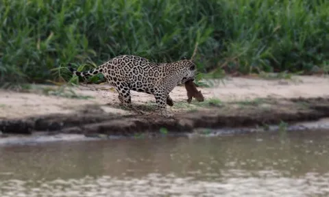 CLIP: Báo đốm hạ sát ‘sứ giả hòa bình’ trong thế giới động vật capybara