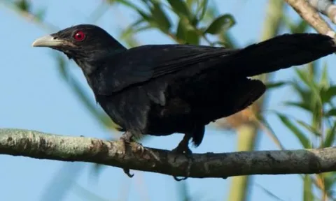 Bạn có biết loài chim nào 'lưu manh' nhất Việt Nam? Hành vi của nó sẽ khiến bạn phải thốt lên sao mà nham hiểm, độc ác, vô trách nhiệm đến vậy