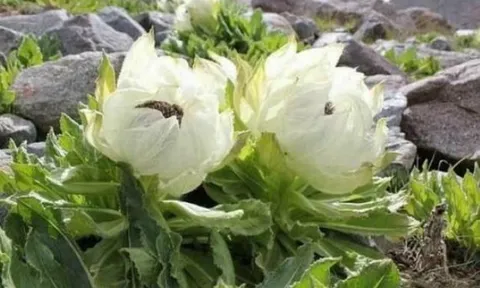 Lợi ích tuyệt vời từ loại cây dân dã ở thôn quê, giá đắt như vàng, đừng bỏ lỡ nếu gặp được