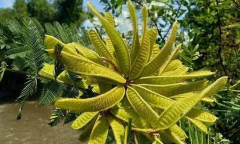 Bí ẩn loài cây kịch độc có trong Sách Đỏ thế giới, ở Việt Nam mọc nhan nhản mà không ai biết