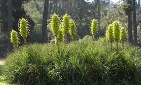 Loài cây ‘ăn thịt cừu’ tự bốc cháy khi nhiệt độ lên tới 40 độ, đàn cừu đến gần đồng nghĩa với cái chết!