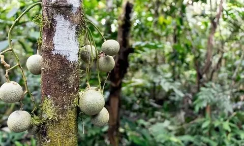 Cây nguy hiểm nhất thế giới không thể chạm vào, chặt hay đốt: Các chuyên gia gãi đầu khi nhìn thấy nó!