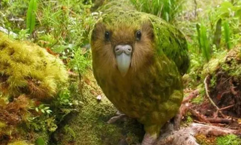 Loài chim ngu ngốc nhất thế giới có thể trèo cây nhưng không thể bay: Nhận nhầm chuột là bạn tình