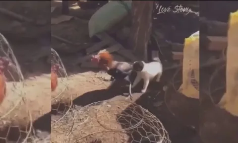 CLIP: Cún con quyết liệt ngăn cản cuộc chiến liệt giữa 2 con gà trống