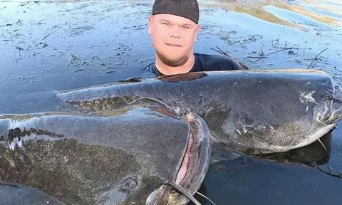 Loài cá trê khổng lồ châu Âu dám ăn bất cứ thứ gì, to như lợn và săn được chim bồ câu?