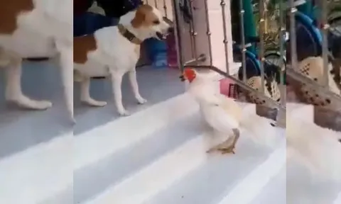 CLIP: Cuộc đối đầu kịch tính giữa gà trống và chó đực, "nhỏ mà có võ"