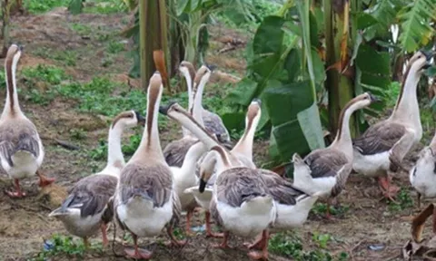 Loài động vật sở hữu ‘siêu năng lực’ có thể khiến rắn khiếp sợ: Ở Việt Nam có khá nhiều