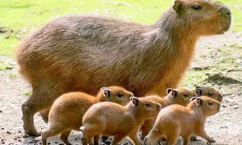 Kỳ lạ loại động vật tự ăn phân của mình: Ngay cả cá sấu cũng thèm thuồng!