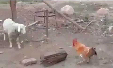 CLIP: Cuộc chạm trán bất ngờ giữa cừu trắng và gà trống, bài học đắt giá cho kẻ bắt nạt