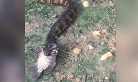 CLIP: Cá rô phi tuyệt vọng vùng vẫy trong miệng rắn nước