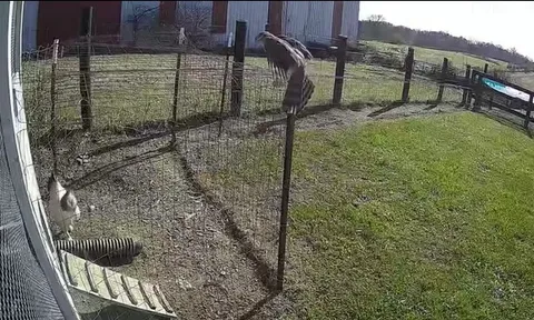 CLIP: Gà trống dũng cảm tung cước giải cứu gà mái khỏi diều hâu