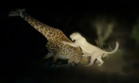 CLIP: Sư tử đoạt mạng hươu cao cổ trong đêm