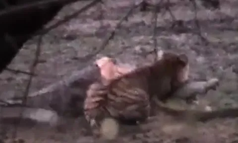 CLIP: 'Ớn lạnh' trước cảnh hổ cái trèo lên lưng, tung đòn chí mạng giết cá sấu 'khủng'