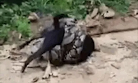 CLIP: Chó nhà bị trăn khủng siết chặt và màn giải cứu đầy gay cấn