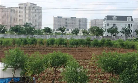 Chống lãng phí đất đai - Bài 1: Bờ xôi ruộng mật bị bỏ hoang