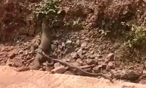 CLIP: Bị rắn tấn công, cầy mangut tích cực chống trả nhưng cái kết mới gây chú ý