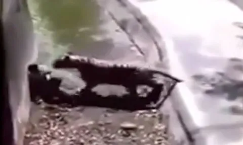 CLIP: Nửa đêm nhảy vào vườn thú trêu hổ, nam thanh niên nhận cái kết ai cũng đoán được