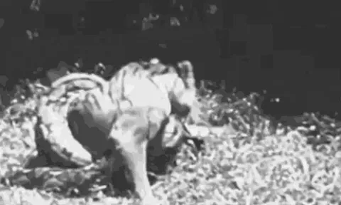 CLIP: Đi săn trăn 'khủng', hổ nhận cái kết đầy đau đớn