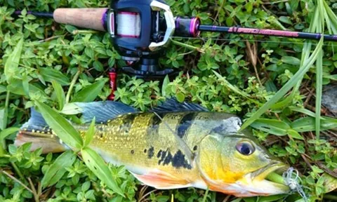 Loài quái ngư ngoại lai từng xuất hiện ở 2 hồ thủy điện của Việt Nam: 'Choáng' khi nghe tên gọi 