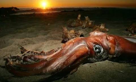 Ít ai biết về loài mực lớn nhất thế giới: Mắt to bằng một quả bóng, dài từ 12 đến 14 m, nặng 270kg