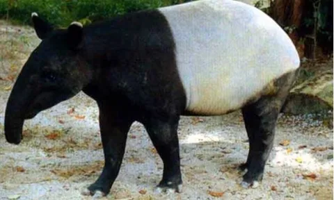 Phát hiện sinh vật bí ẩn trong lăng mộ hoàng đế nhà Hán: Cực quý hiếm, cả thế giới đang cùng bảo vệ