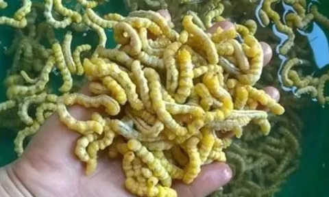 Loài sâu ở Việt Nam bổ gấp 3 lần đông trùng hạ thảo, được ví là 'thần dược phòng the', cực kỳ đắt đỏ