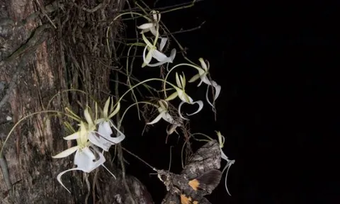 Loài hoa quý hiếm nhất thế giới giá 53 tỷ đồng: Không có lá, chỉ nở hoa ban đêm và rất khó trồng