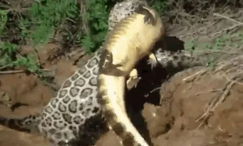 CLIP: Báo đốm phi thân xuống sông, tóm gọn cá sấu Caiman lôi lên bờ