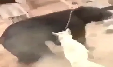CLIP: 'Nín thở' xem màn tử chiến của chó ngao và gấu đen 'khổng lồ'