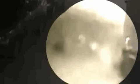 CLIP: Bị báo đốm bất ngờ tấn công, chó nhà rủ đồng bọn tới 'đánh hội đồng' nhưng cái kết mới gây chú ý 