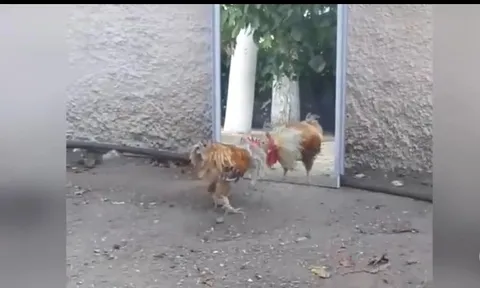 CLIP: Gà trống "kiệt sức" vì quyết đấu với hình bóng trong gương