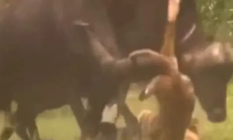 CLIP: Đi săn nghé con, sư tử bị trâu rừng truy sát dã man