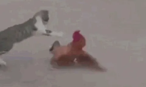 CLIP: Mèo "thách đấu" gà trống và cái kết khó đỡ