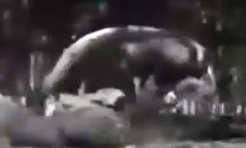 CLIP: Đang tử chiến gay cấn với bò, sư tử có hành động khiến người xem 'sốc' nặng