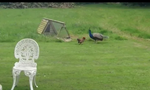 CLIP: Cuộc đối đầu kịch tính giữa gà trống và chim công "khủng"