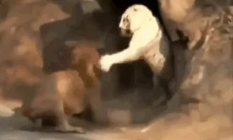 CLIP: Mãn nhãn trước màn tử chiến kịch tính của sư tử và hổ