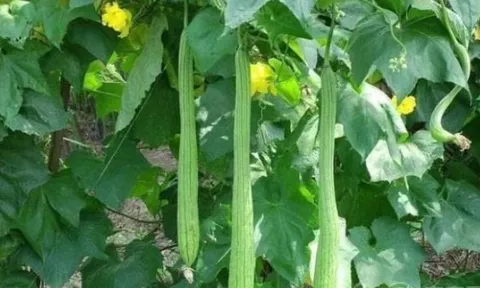 Đừng vứt lá mướp đi, nó được ví như 'nhân sâm của người nghèo' nếu biết những công dụng này